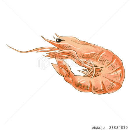 えびのイラスト素材