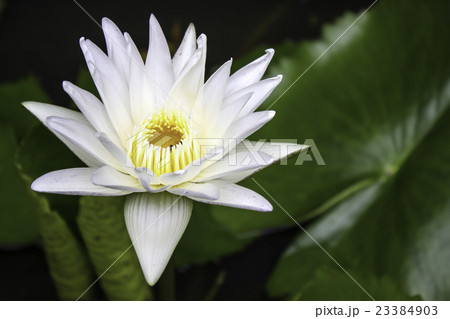 lotus lotus 23384903