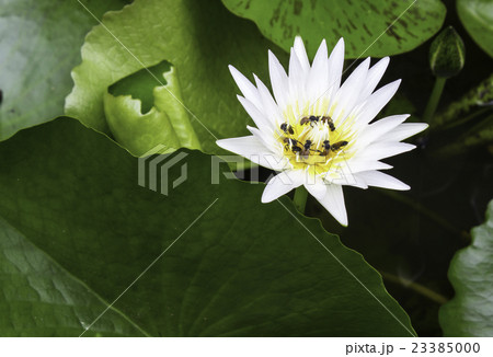 lotus lotus 23385000