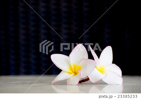 flowers frangipani 23385233