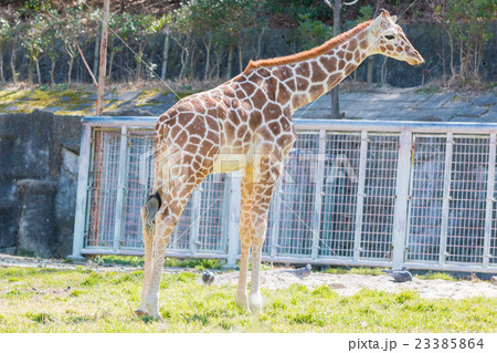 Beautiful Giraffe Close up, Giraffe in forest. Beautiful Giraffe Close up, Giraffe in forest. 23385864