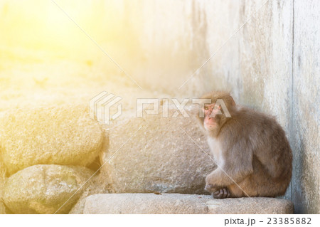 macaca fuscata or Japanese macaque relaxing. 23385882