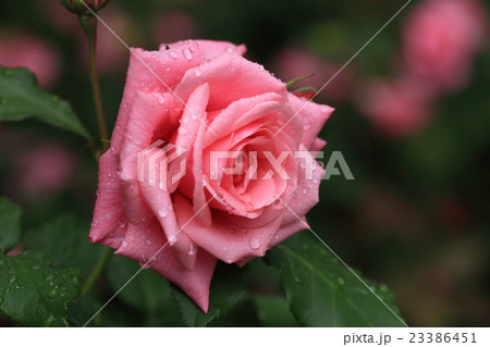 バラ 23386451