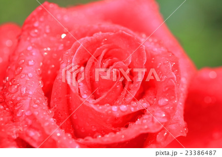 バラ 23386487