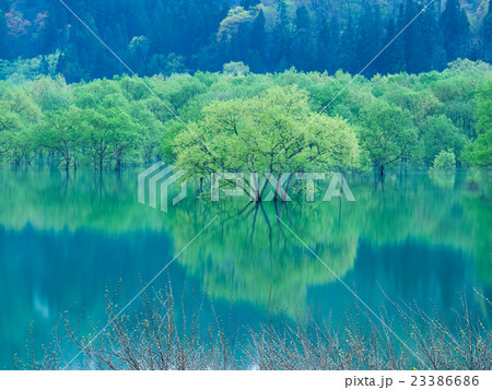 新緑の水没林3 23386686