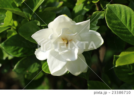 クチナシの白い花の写真素材
