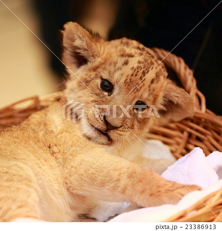 ライオンの赤ちゃん ライオンの赤ちゃん 23386913