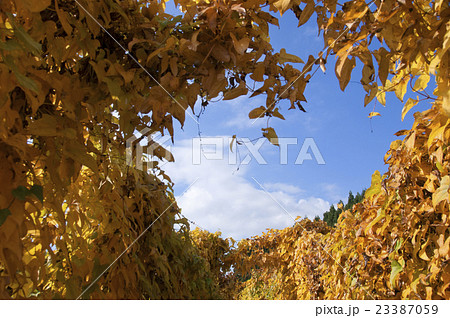 紅葉　長いも畑 23387059