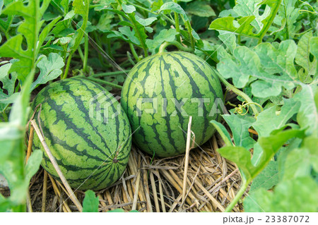 家庭菜園のすいか 家庭菜園のすいか 23387072