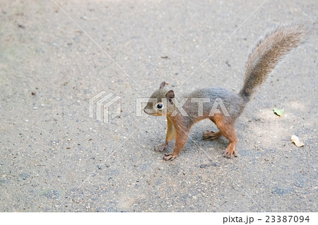 ニホンリス ニホンリス 23387094