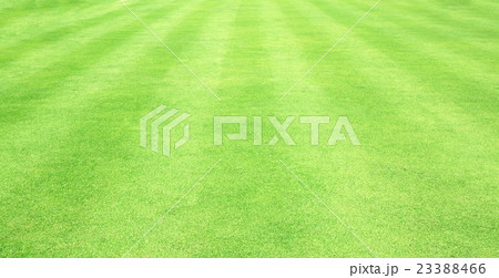 Football field green grass Football field green grass 23388466