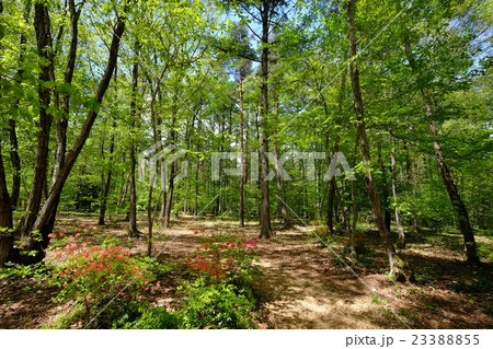 アルプスあづみの公園 大町 松川地区 林間レクレーションゾーンの写真素材
