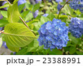 紫陽花 23388991
