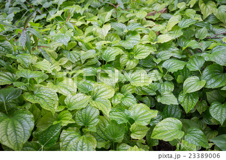 Betel leaf grow on floor Betel leaf grow on floor 23389006