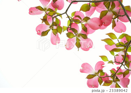 ハナミズキの模様 ハナミズキの模様 23389042