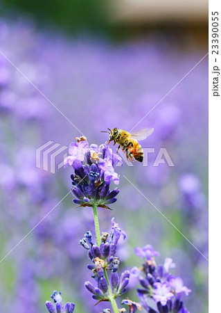 ミツバチとラベンダー 23390055