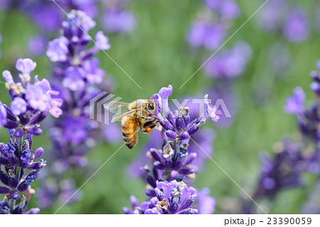 ミツバチとラベンダー ミツバチとラベンダー 23390059