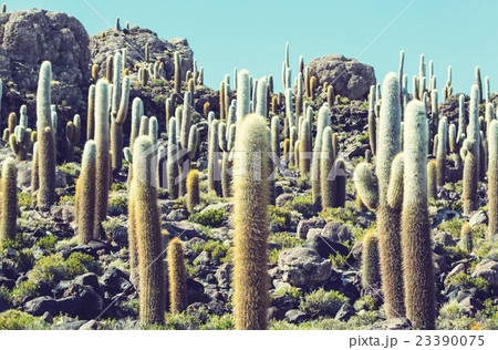 Cactus in Bolivia Cactus in Bolivia 23390075
