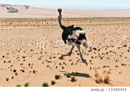 ostrich ostrich 23390493