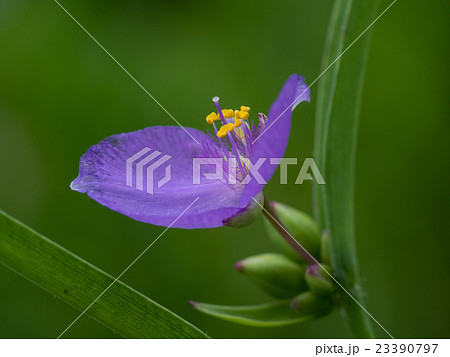 小さな紫露草 23390797