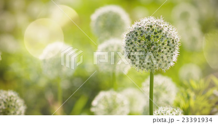 Beautiful White Allium circular globe shaped 23391934