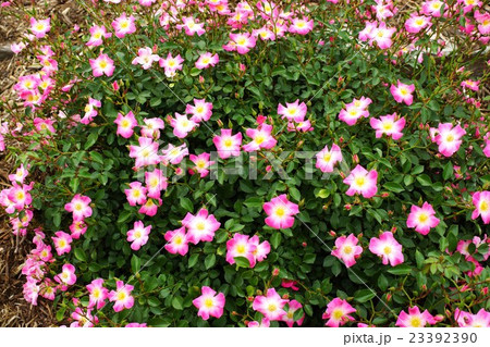 薔薇(クンバヤ)さかき千曲川バラ公園 薔薇(クンバヤ)さかき千曲川バラ公園 23392390