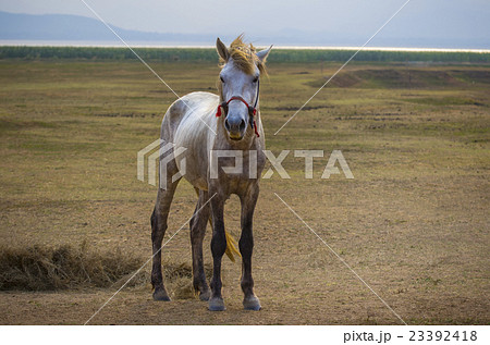 full body of white horse standing in rural meadow 23392418