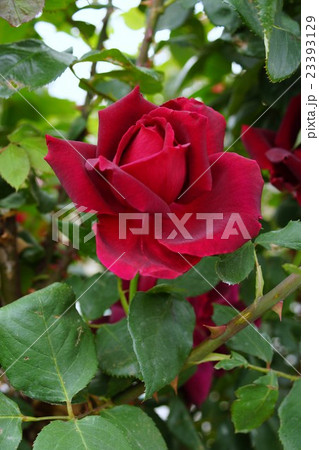 薔薇（オクラㇹマ）さかき千曲川バラ公園 23393129