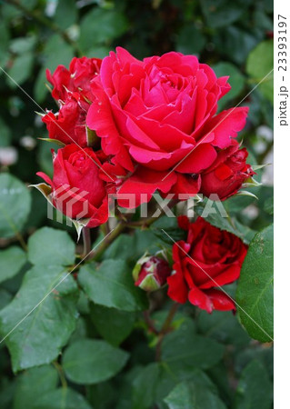 薔薇（ローズ千曲）さかき千曲川バラ公園 23393197