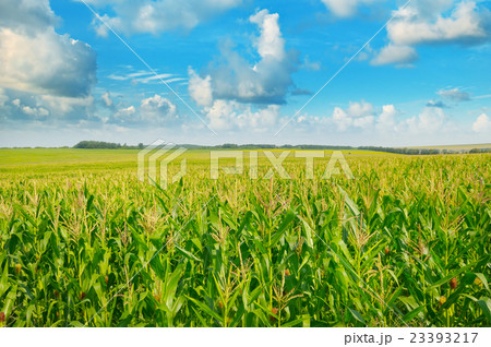 green corn field and blue sky green corn field and blue sky 23393217