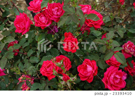 薔薇 ダブルノックアウト さかき千曲川バラ公園の写真素材