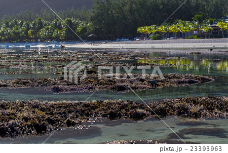 Corals Le Morne Mauritius at low tide 23393963