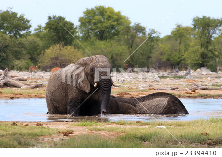 Couple of elephants Couple of elephants 23394410