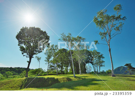 初夏の光に輝く白樺：蒜山高原（岡山県真庭市蒜山） 23395359