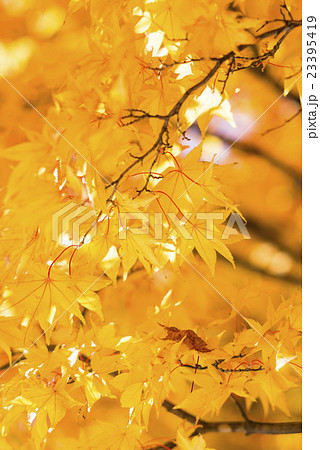 明るい紅葉 黄色の葉 の写真素材
