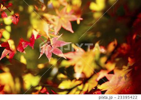 逆光で透ける紅葉 23395422