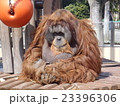 オランウータン 23396306