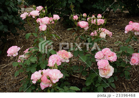 薔薇(ニコール)さかき千曲川バラ公園 薔薇(ニコール)さかき千曲川バラ公園 23396468