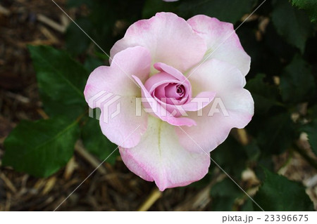 薔薇(ライラックビューティ)さかき千曲川バラ公園 薔薇(ライラックビューティ)さかき千曲川バラ公園 23396675