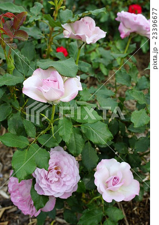薔薇(ライラックビューティ)さかき千曲川バラ公園 薔薇(ライラックビューティ)さかき千曲川バラ公園 23396677