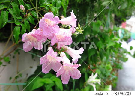 木花「ノウゼンカズラ:ピンク」大阪府我が家の花 木花「ノウゼンカズラ:ピンク」大阪府我が家の花 23396703