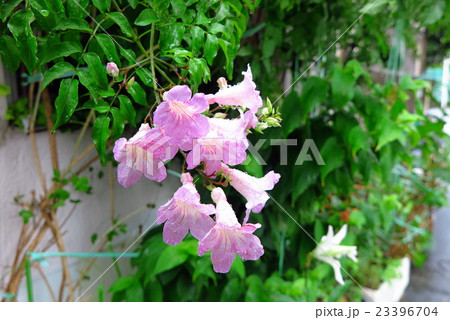 木花「ノウゼンカズラ:ピンク」大阪府我が家の花 木花「ノウゼンカズラ:ピンク」大阪府我が家の花 23396704