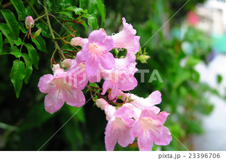 木花 ノウゼンカズラ ピンク 大阪府我が家の花の写真素材