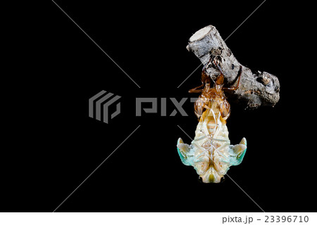 セミ羽化(アブラゼミ) セミ羽化(アブラゼミ) 23396710