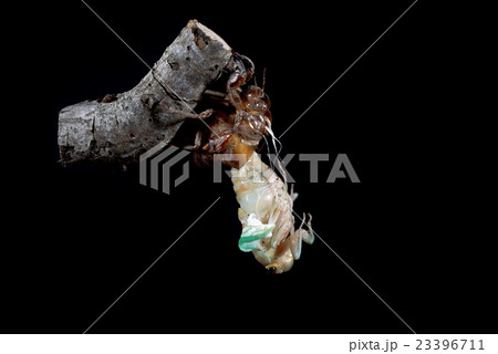 セミ羽化(アブラゼミ) セミ羽化(アブラゼミ) 23396711