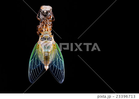 セミ羽化(クマゼミ) 23396713
