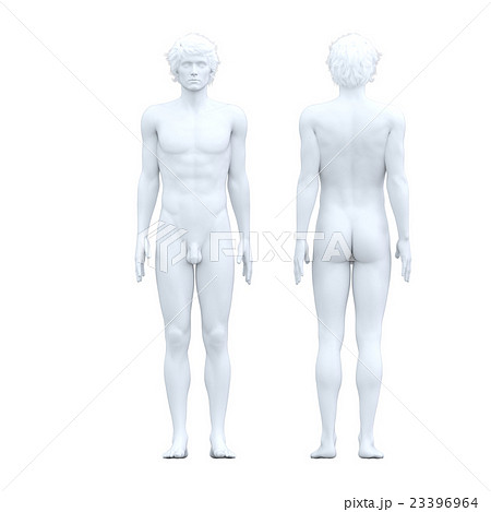 人体模型 男性 ホワイトフルヌード perming3DCG イラスト素材の