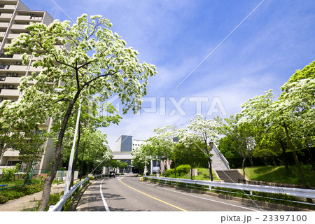名古屋都市風景　名古屋国際会議場前の通りのなんじゃもんじゃの並木 23397100