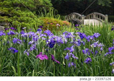 花菖蒲 23397126
