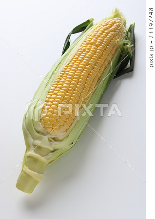トウモロコシ 23397248